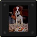Cavalier king charles à 2 ans