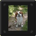 Cavalier king charles assis