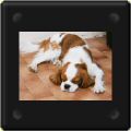 Cavalier king charles dort