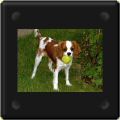 Chiots cavalier king charles de 6 mois