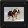 Chiots cavalier king charles au bain