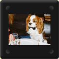 Cavalier king charles avec noeud papillon