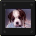 Remington dit Loulou Cavalier king charles