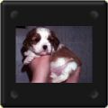 Loulou chiot Cavalier king charles