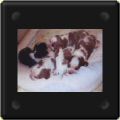 Chiots cavalier king charles de 15 jours