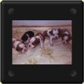 Premier pas de chiots cavalier king charles