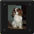 Magic, Cavalier king charles