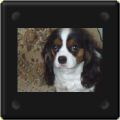 Odyssée, Cavalier king charles