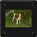 Chiot cavalier king charles avec sa balle