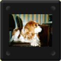 Cavalier king charles sur une chaise