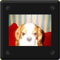 Cavalier king charles avec des lunettes