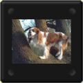 Cavalier king charles sur un arbre