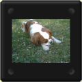 Cavalier king charles avec sa balle