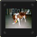 Cavalier king charles joue à la balle