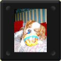 Cavalier king charles et grosse balle