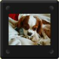 Cavalier king charles avec nounours