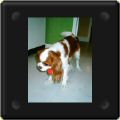 Cavalier king charles et son nonoss