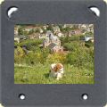 Cavalier king charles au chateau d'Ivry-la-bataille