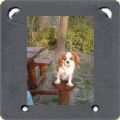 Cavalier king charles au chateau d'Ivry-la-bataille