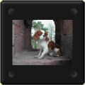 Cavalier king charles au Chateau du Landsberg - Bas-Rhin