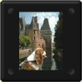 Cavalier king charles à Maintenon - Eure-et-Loir