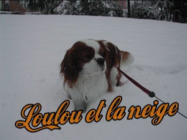 Loulou, cavalier king charles dans la neige