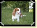 Cavalier King Charles à la fraîche