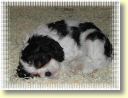 Bébé Cavalier King Charles qui dort
