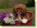 Chiot au panier