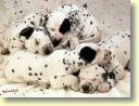 Dalmatiens