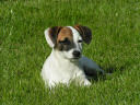 Terrier Jack Russel