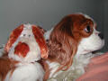 Loulou et son petit chien en peluche