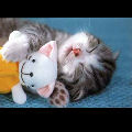 Petit chat avec son doudou