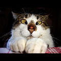 Un chat un peu louche !