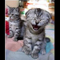 Chat mort de rire