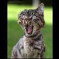 Chat effrayé comme jamais