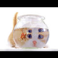 Double vision de poisson rouge par un chat
