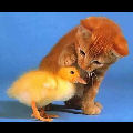 Chaton et vilain petit canard