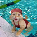 Chatte aquatique