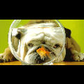 Chien et poisson rouge. Qui a le plus gros Q.I. ?