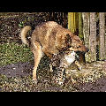 Comme chien et chatte !
