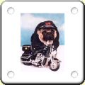 Humour : chien motard en blouson noir