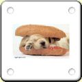 Humour : chien en hot dog