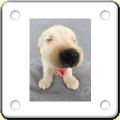 Humour : chien caricature 1