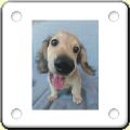 Humour : chien caricature 2