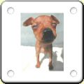Humour : chien caricature 3