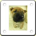 Humour : chien caricature 5