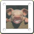 Humour : cochon avec des dents
