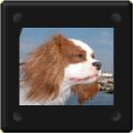 Pixel, cavalier king charles dans le vent
