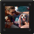 cavalier king charles sous la serviette